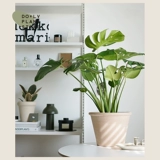 Dolv Dolv Dolvan Green Big Turtle Bamboo Tiannan Starke Nordic Furniture Дом зеленый растительный горшок горшок