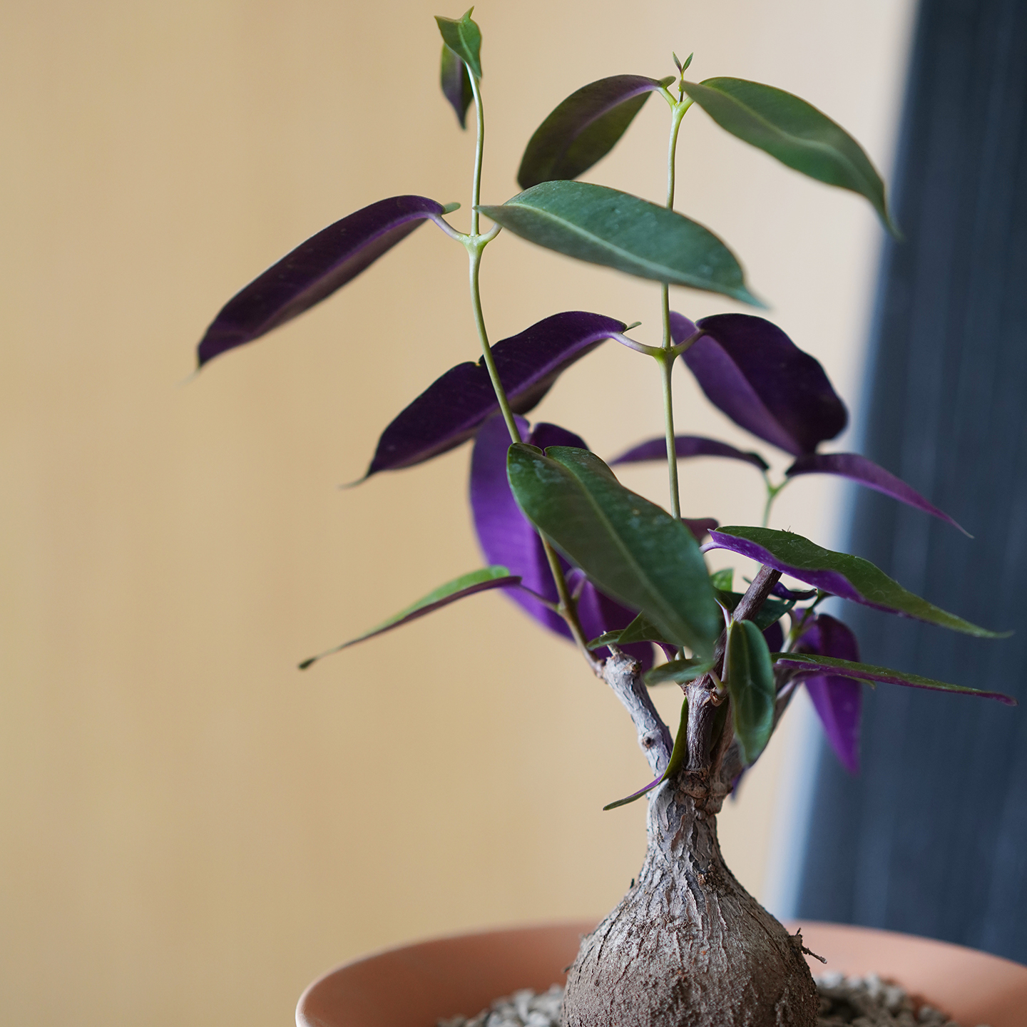 DOLV 豆绿 紫背萝摩 暗夜紫罗兰色稀有块根多肉植物美学桌面盆栽 - 图1