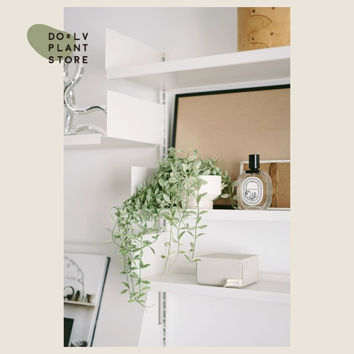 Dolv Bean Green Jade Lover Leats Tears Pearl Spider Plaint Plaint Plant Сочные растения на рабочие столы балкон зеленые растения хорошие горшки