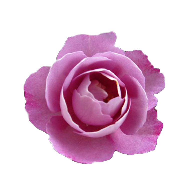 新品rosa Tiara头饰稀有月季鲜花欧品种灌木切花名贵四季开花中苗