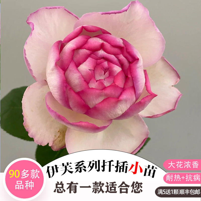 伊芙月季新品系列扦插苗粉伯爵四度芳香花园大花浓香庭院阳台盆栽 - 图1