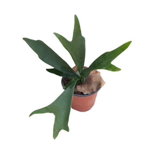 二岐鹿角蕨进口稀有绿植盆栽室内进口植物ins简约好养观叶盆栽 - 图2