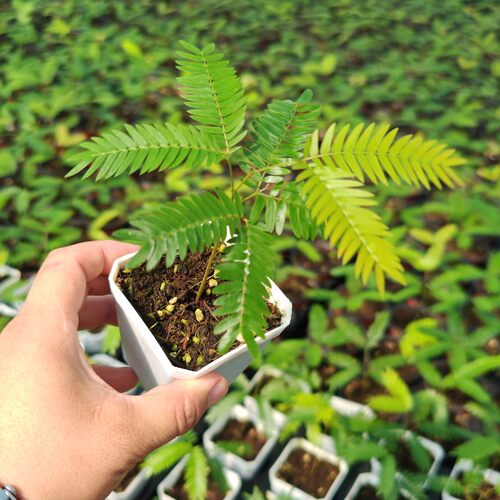 密叶猴耳环南洋杉盆栽室内绿植桌面办公盆栽好养易活四季开花绿 - 图2