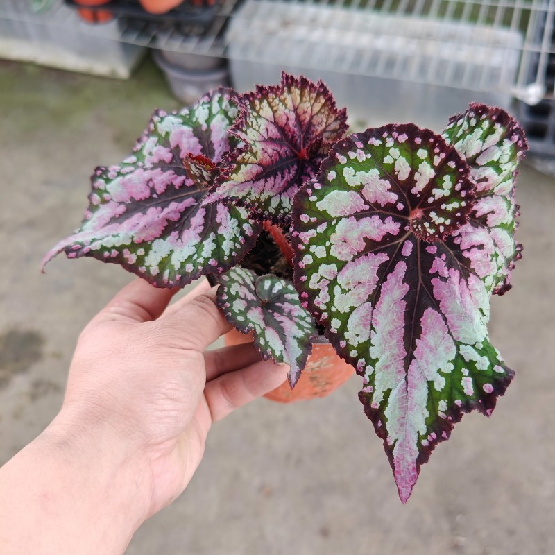 圣诞蜗牛秋海棠重彩合集圣尼克派对女孩热舞女鲜花绿植盆栽彩色,淘宝优惠券,粉丝福利购,淘宝优惠卷