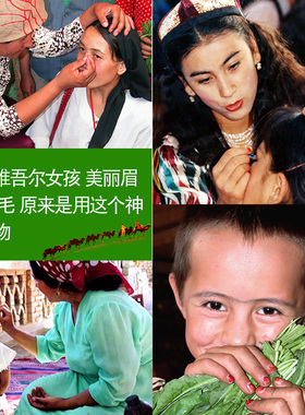 新疆乌斯曼草汁草棒又名乌斯玛草