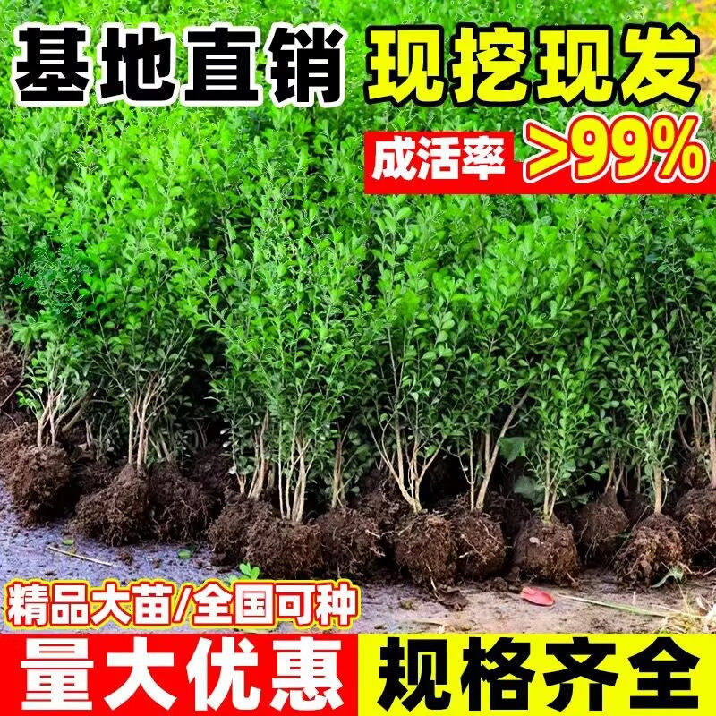 小叶黄杨瓜子黄杨四季常青别墅地栽庭院耐寒绿化植物篱笆墙定型,淘宝优惠券,粉丝福利购,淘宝优惠卷