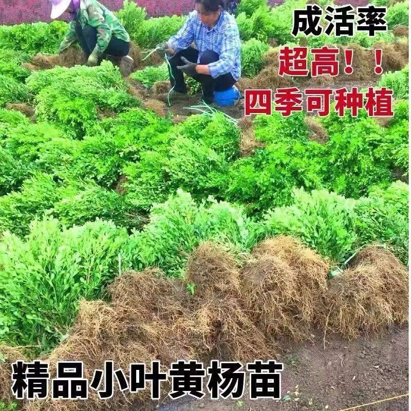 小叶黄杨瓜子黄杨四季常青别墅地栽庭院耐寒绿化植物篱笆墙定型,淘宝优惠券,粉丝福利购,淘宝优惠卷