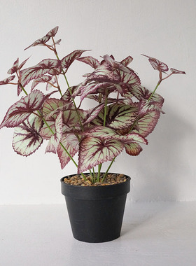 大棵彩叶芋仿真绿植装饰