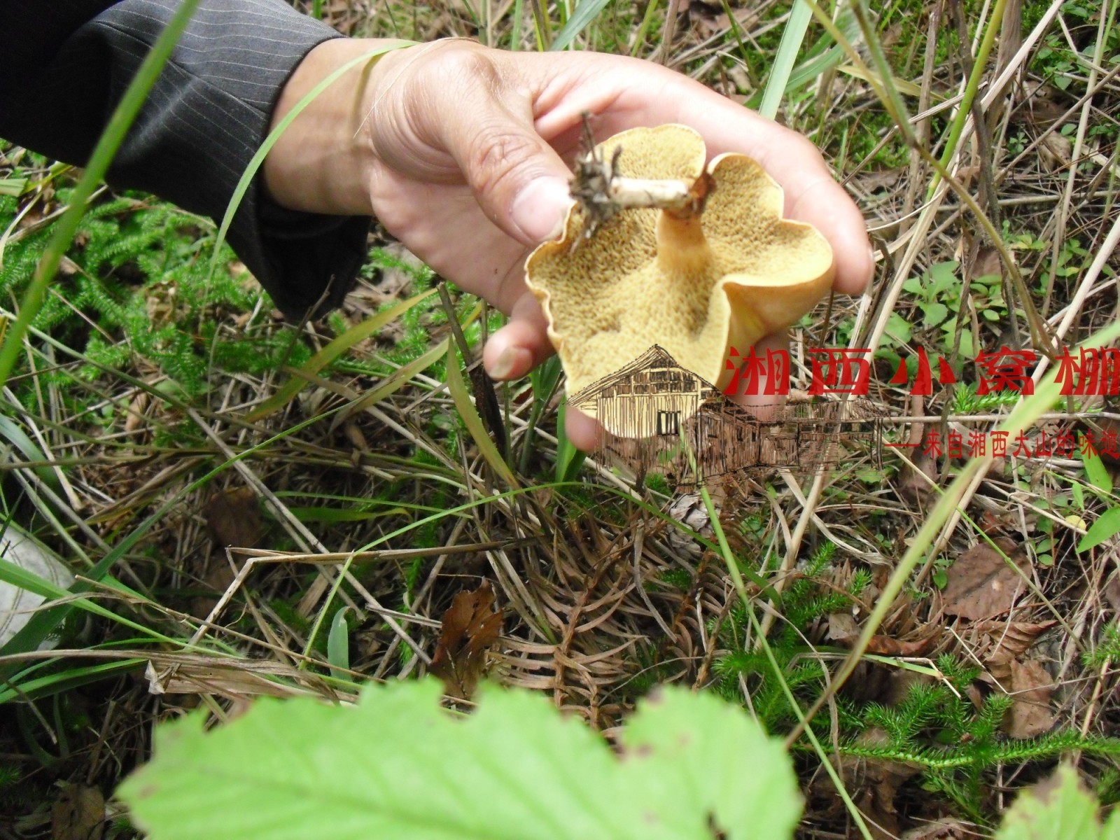 湖南1500米湘西雪峰山正宗野生蘑菇干牛肝菌枞菌红菇 假一赔十 - 图2