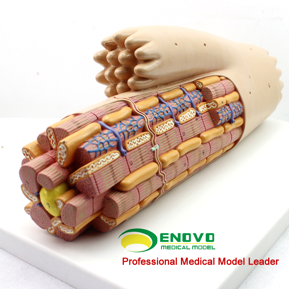 ENOVO颐诺心肌解剖放大模型结构超微结构人体心脏模cardiacmuscle - 图0