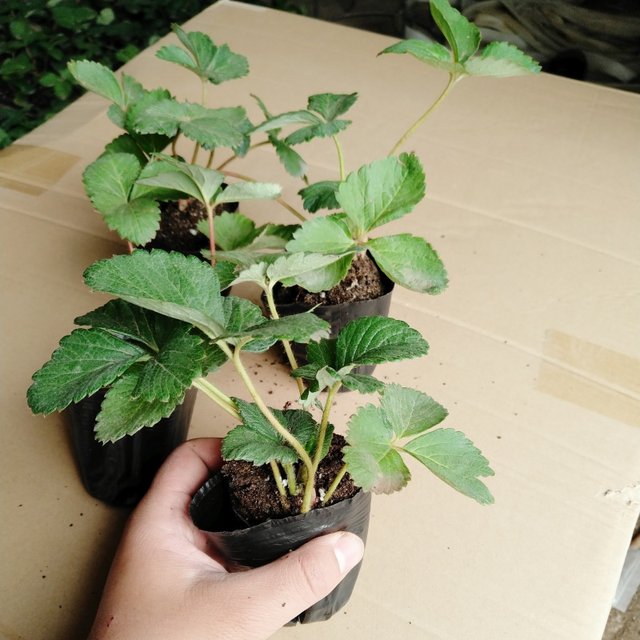 Four seasons strawberry seedlings cream potted planting with pots with potted milk fruit tree strawberry seedlings seed seed seeds with flowers and fruits