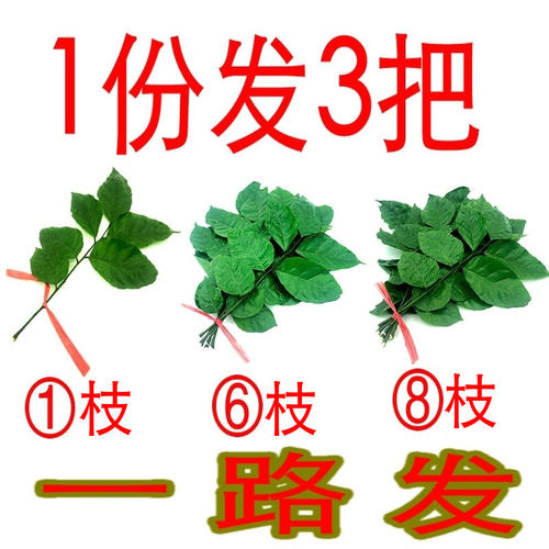 黄皮果树叶 新鲜野生黄皮叶月子洗澡 开运转运 去晦气 现摘发货 - 图0
