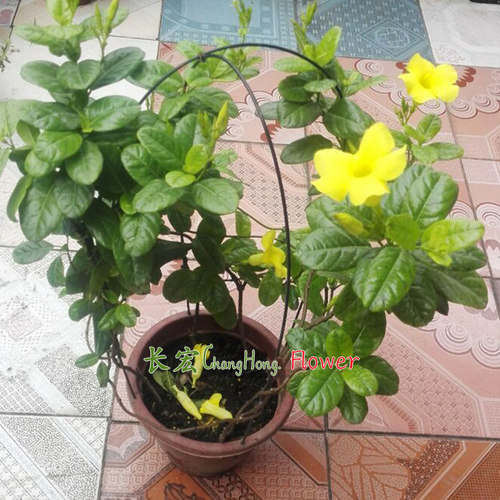 正宗皱叶飘香藤盆栽攀爬花卉双喜藤红婵花阳台爬藤红黄飘香藤包邮 - 图2