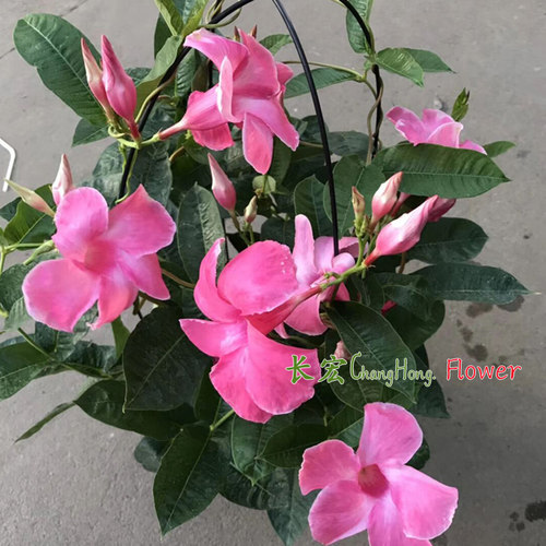 正宗皱叶飘香藤盆栽攀爬花卉双喜藤红婵花阳台爬藤红黄飘香藤包邮 - 图0