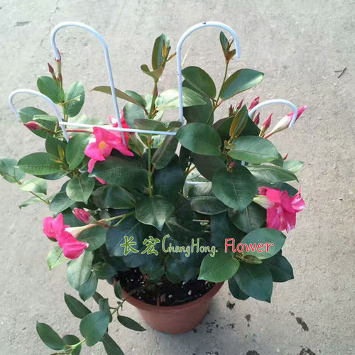 正宗皱叶飘香藤盆栽攀爬花卉双喜藤红婵花阳台爬藤红黄飘香藤包邮 - 图3
