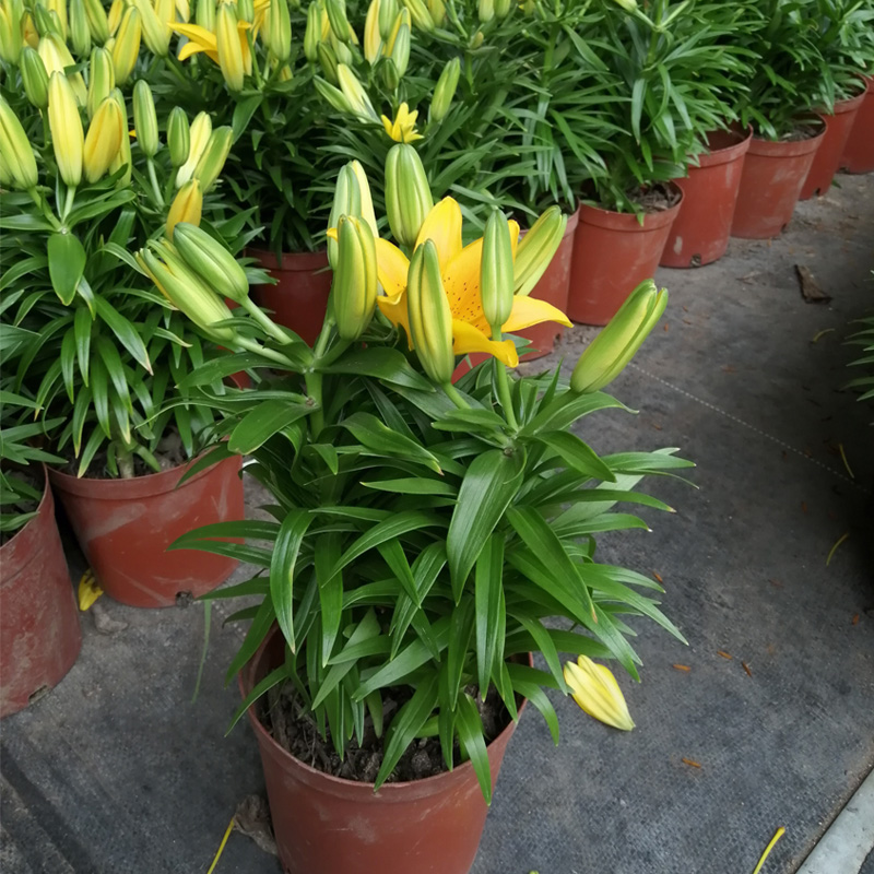 香水百合花带花苞盆栽花卉亚洲百合蒜带香气室内鲜花切花年宵花 - 图3