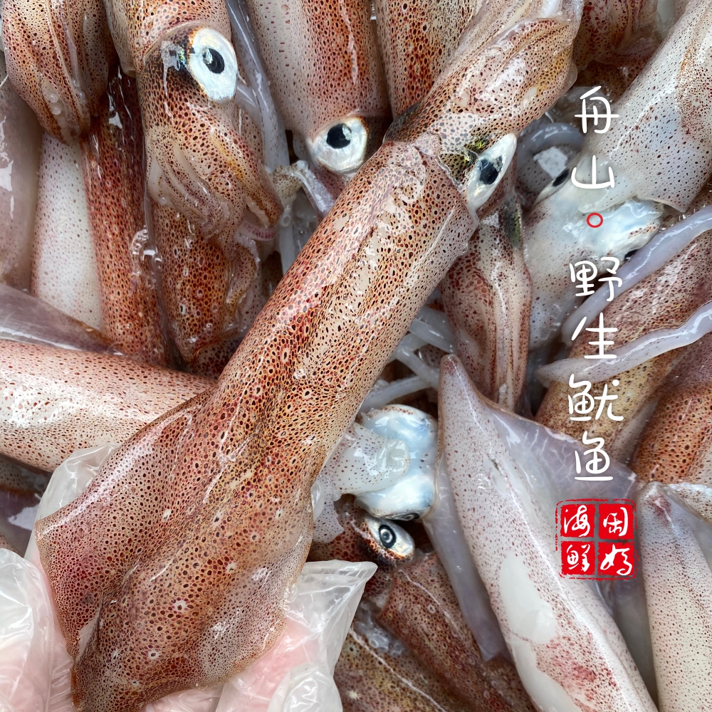 【闹妈】镇店之宝硬皮鱿鱼句公 1斤5-8只左右(500g±30g [鲜冻]