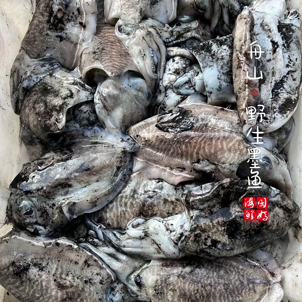 【闹妈海鲜】[鲜冻]舟山野生原汁大墨鱼，季节货嫩嫩嫩/各种规格,淘宝优惠券,粉丝福利购,淘宝优惠卷