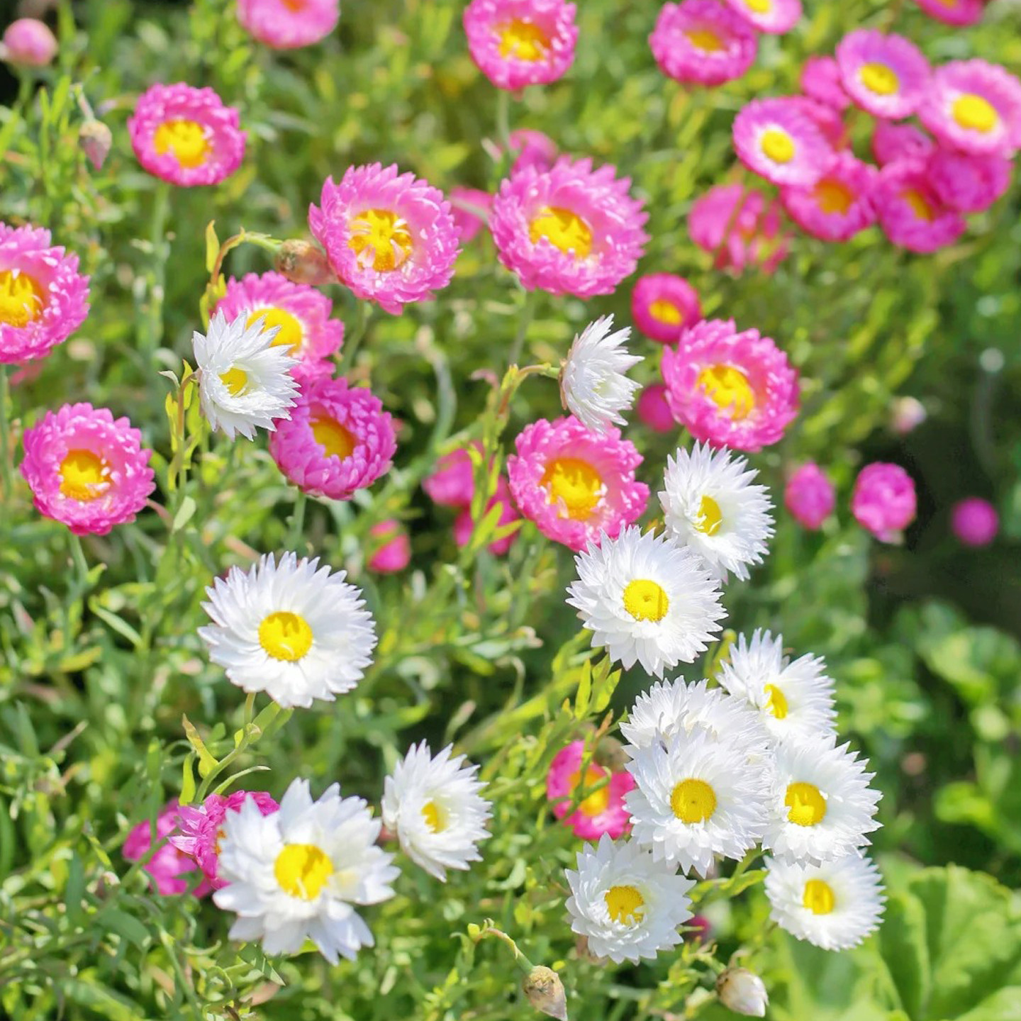 永生菊种子300粒 春季秋季室外花境花坛露台室内播阳台盆栽花种籽,淘宝优惠券,粉丝福利购,淘宝优惠卷