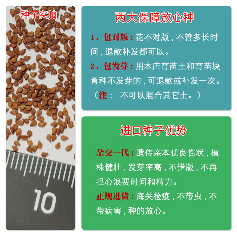 进口非洲凤仙种子 四季春秋播办公室内阳台盆栽易种花卉种子 花籽