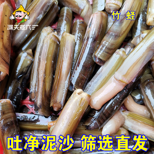 渤海湾海鲜贝类鲜活蛏子竹蛏无沙竹节蛏双头蛏大蛏子蛏王 - 图2