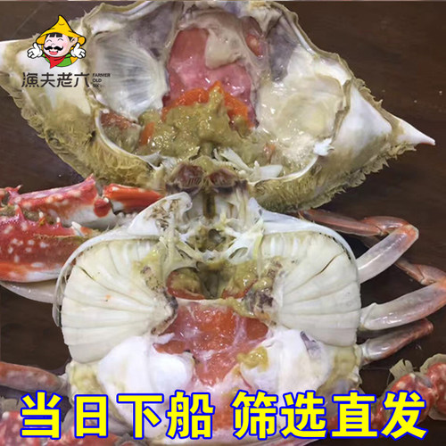 渤海水产当日捕捞海鲜海蟹黄蟹梭子蟹大螃蟹鲜活海飞蟹渔夫老六 - 图1