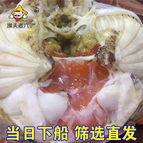 渤海水产当日捕捞海鲜海蟹黄蟹梭子蟹大螃蟹鲜活海飞蟹渔夫老六 - 图2