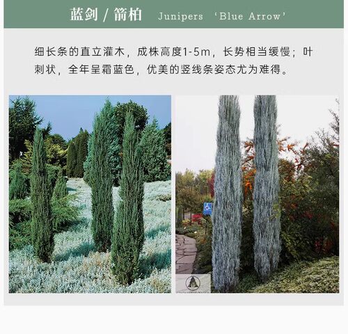 蓝剑柏Junipers 'Blue Arrow' 常绿彩色 盆栽多年生庭院植物小苗 - 图2