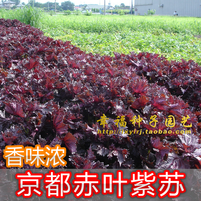 【日本红紫苏种子】赤紫苏子叶香紫苏家庭阳台种植食用香药草种子 - 图1