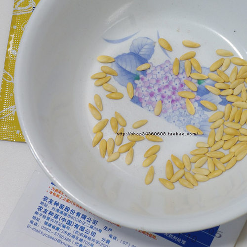 【长香玉网纹橙肉哈蜜瓜种子】台湾农友哈密瓜甜香瓜种子 南方种 - 图0