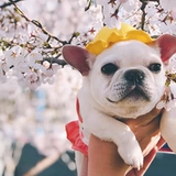 Douyin такая же домашняя шляпа из маленькой желтой шляпы милая рыболовство метод