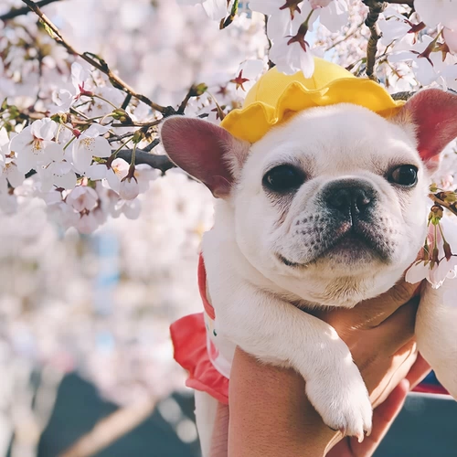 Douyin такая же домашняя шляпа из маленькой желтой шляпы милая рыболовство метод