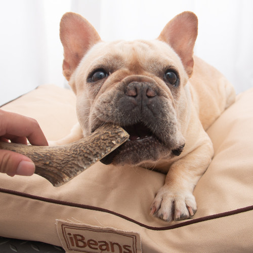 澳洲进口天然鹿角磨牙骨法斗柯基耐咬磨牙棒洁齿骨宠物磨牙零食 - 图0