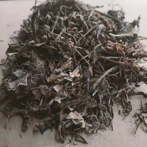 甘松 拍2斤包邮 香草 干松 香松干松 灵草排草 中草药材 500g克 - 图2