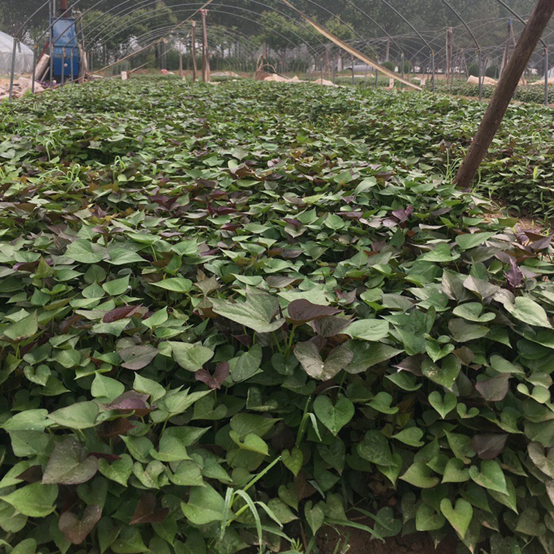 西瓜红种植薯苗100颗红心蜜薯秧子地瓜苗糖心番薯苗黄心红薯秧苗-图3