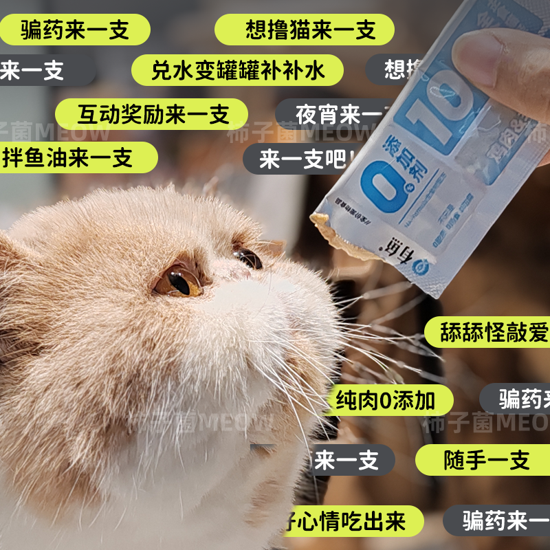 【柿子菌】有鱼主食猫条0胶0谷0诱食剂 鸡肉羊奶猫条囤货装40支 - 图1