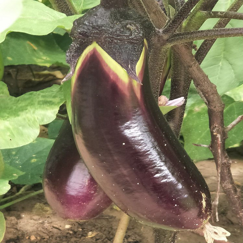 种子南方春播种子紫茄茄子杂交蔬菜种子大红袍春秋高产播种抗病