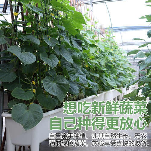 蔬菜种子农家辣椒番茄黄瓜西红柿香菜西瓜草莓四季菜种籽孑大全 - 图3