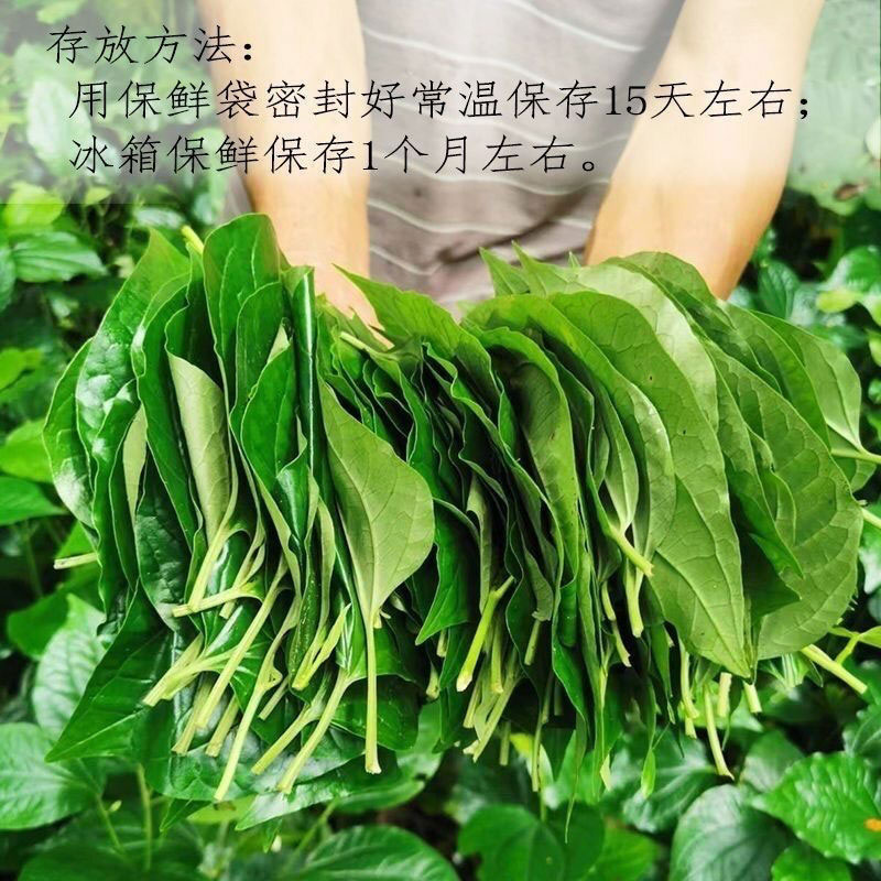 野生新鲜蛤篓叶现摘现发假蒌叶急捞叶青蒌叶炒石螺包粽蛤蝼叶噶楼-图2