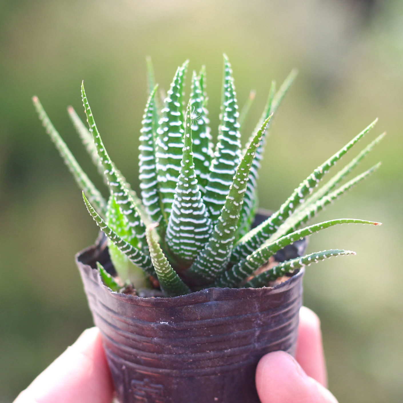 条纹十二卷多肉植物室内外盆栽肉肉办公室桌面防辐射绿植花卉芦荟,淘宝优惠券,粉丝福利购,淘宝优惠卷