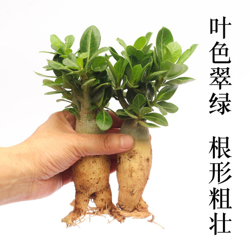 沙漠玫瑰盆栽花卉室内植物四季好养办公室防辐射老桩重瓣桌面花苗 - 图1