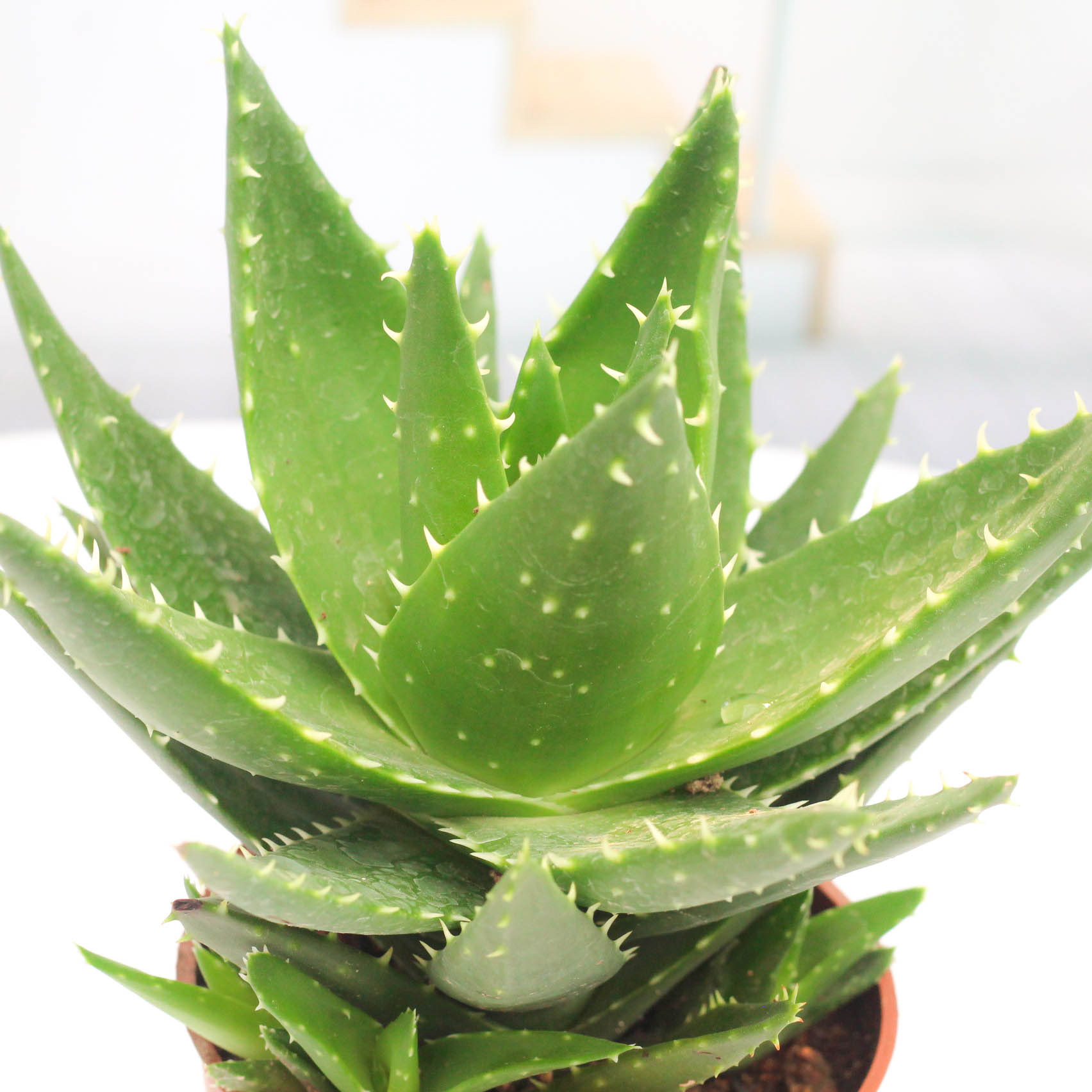 芦荟盆栽室内净化空气多肉植物办公室桌面多肉花小盆栽不夜城芦荟,淘宝优惠券,粉丝福利购,淘宝优惠卷