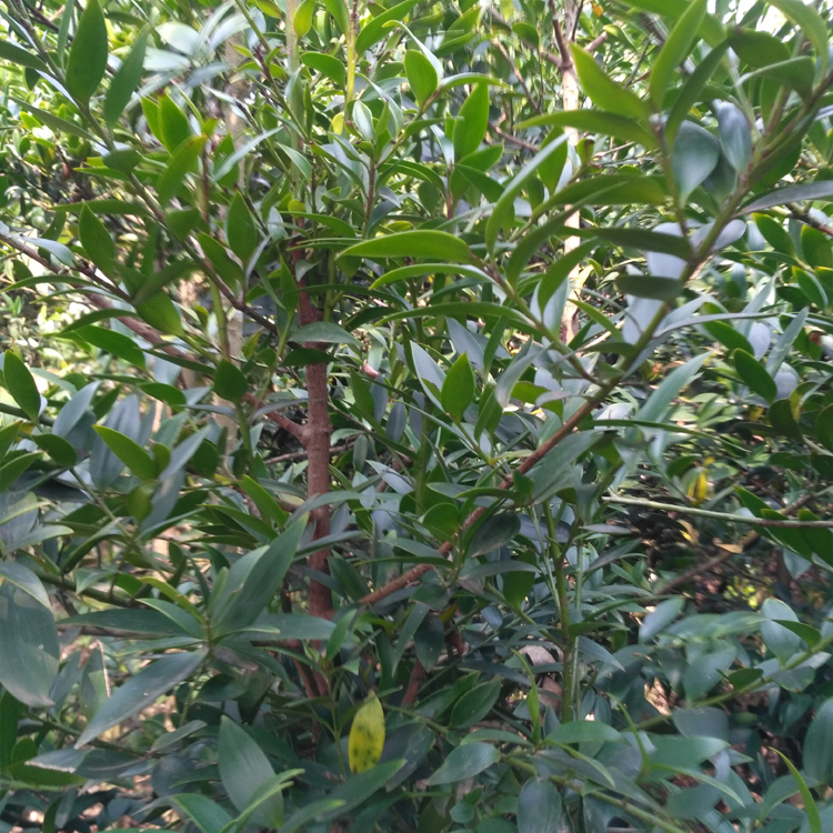 竹柏树苗大苗庭院驱蚊绿化老桩苗木耐阴好养四季常青阳台盆栽绿植,淘宝优惠券,粉丝福利购,淘宝优惠卷