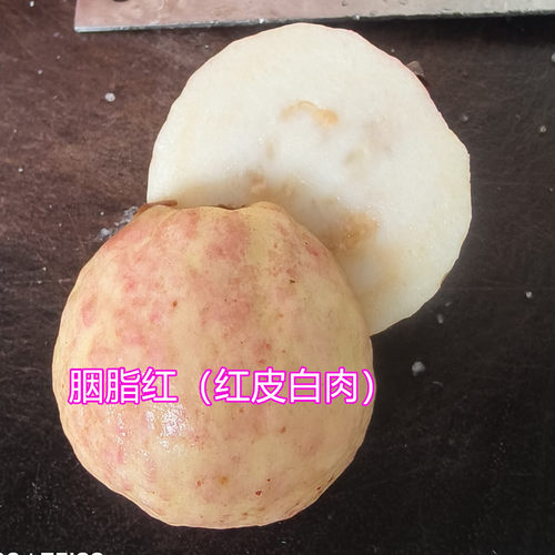 胭脂红番石榴树苗红肉白肉四季番石榴香浓甜软滑15年淘宝老店 - 图0