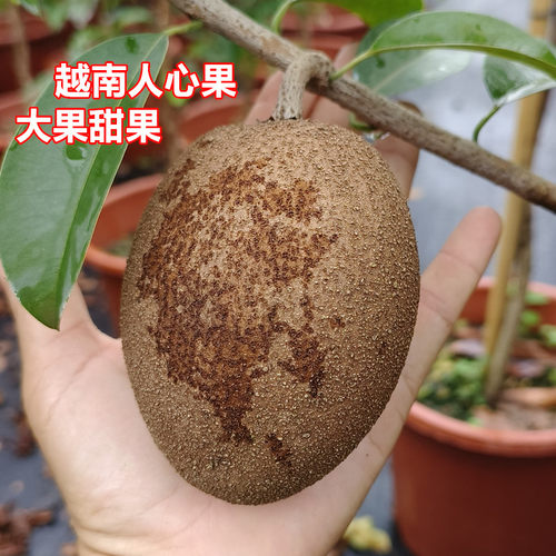 人参果苗人心果树苗越南软枝大果甜度高四季开结果15年淘宝老店 - 图1