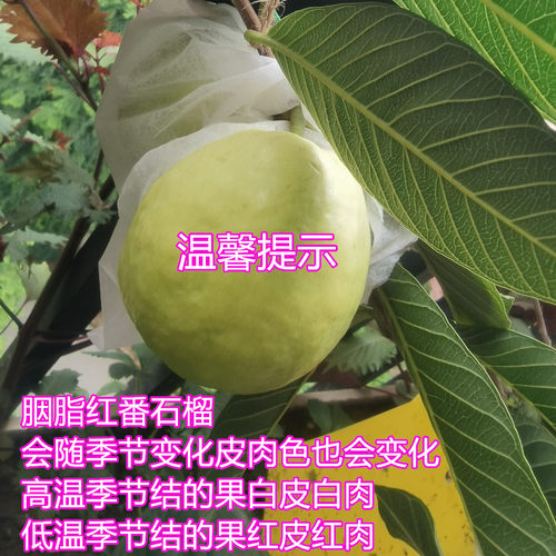 胭脂红番石榴树苗红肉白肉四季番石榴香浓甜软滑15年淘宝老店 - 图3