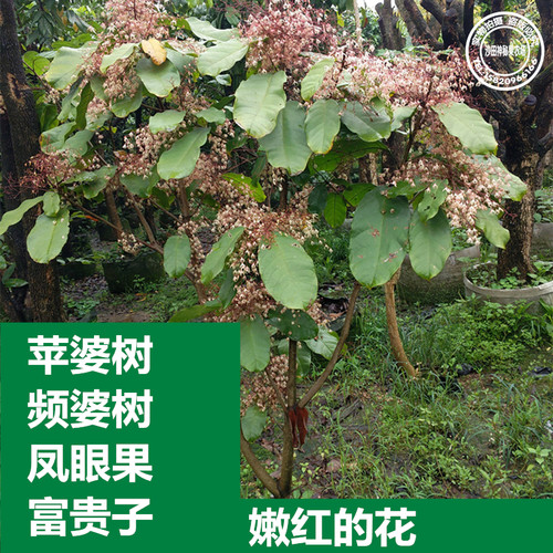 富贵子树苗凤眼果树苗苹婆果树苗频婆果树苗连盆叶土15年淘宝老店 - 图0