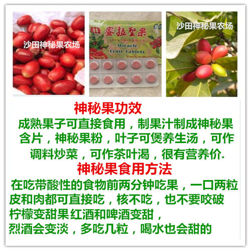 神秘果树苗四季种植盆栽地栽果树苗带土带叶淘宝15年老店 - 图1