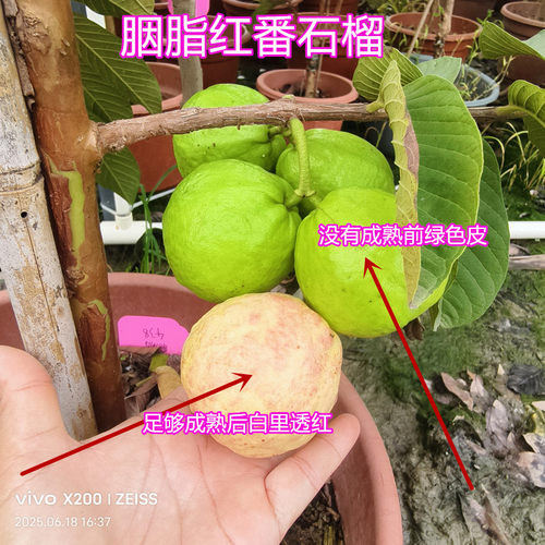 胭脂红番石榴树苗红肉白肉四季番石榴香浓甜软滑15年淘宝老店 - 图1