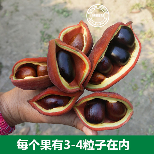 富贵子树苗凤眼果树苗苹婆果树苗频婆果树苗连盆叶土15年淘宝老店 - 图2